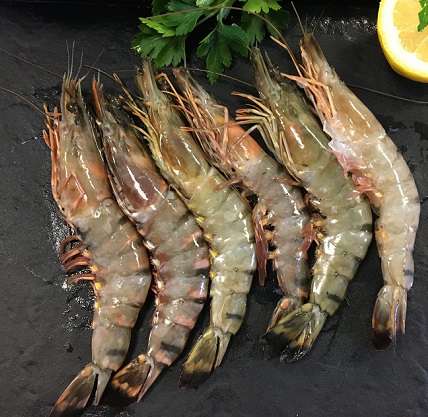 fresh shrimp(prawn) - 1kg